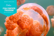 Palau&#039;s Fish Forever Program