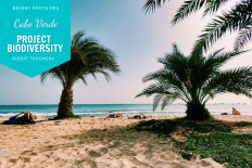 Cabo Verde&#039;s Project Biodiversity