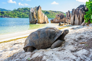 Innovative Debt Swap to Finance Climate Adaptation in Seychelles