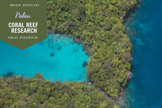 Palau&#039;s Jellyfish Lake Rehabilitation Project