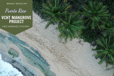 Vieques&#039; Mangrove Reforestation Project (Puerto Rico)